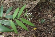 <strong>Geitonoplesium cymosum - Ramon, Laurence - 143</strong><br />© Ramon, Laurence